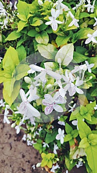 Close up ofÃÂ  White Purple Flowers of Carruthers falseface or Pseuderanthemum carruthersii FlowersÃÂ  photo